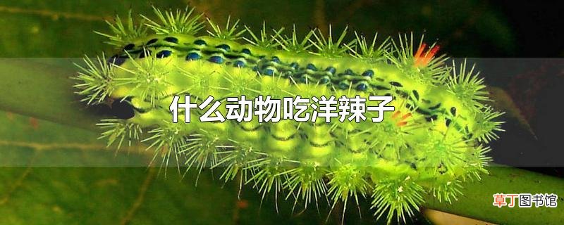 什么动物吃洋辣子