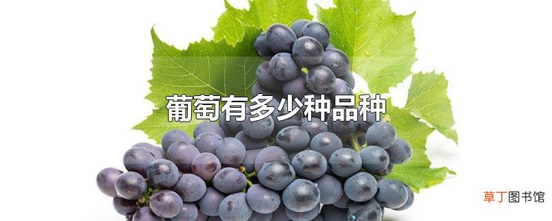 葡萄有多少种品种