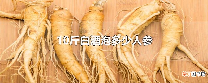 10斤白酒泡多少人参