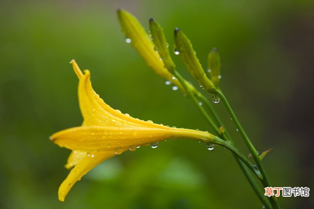 等你等的黄花菜都凉了