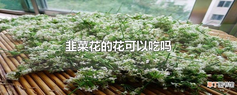 韭菜花的花可以吃吗