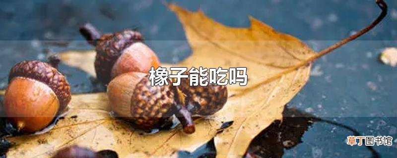 橡子能吃吗