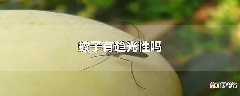 蚊子有趋光性吗