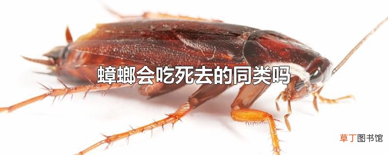 蟑螂会吃死去的同类吗