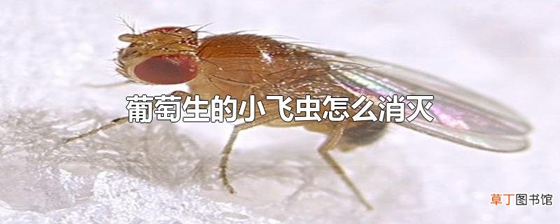 葡萄生的小飞虫怎么消灭