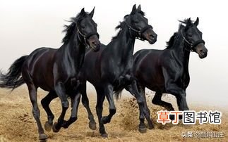 16首 描写马诗词 关于马的诗歌