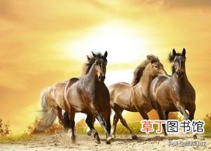 16首 描写马诗词 关于马的诗歌