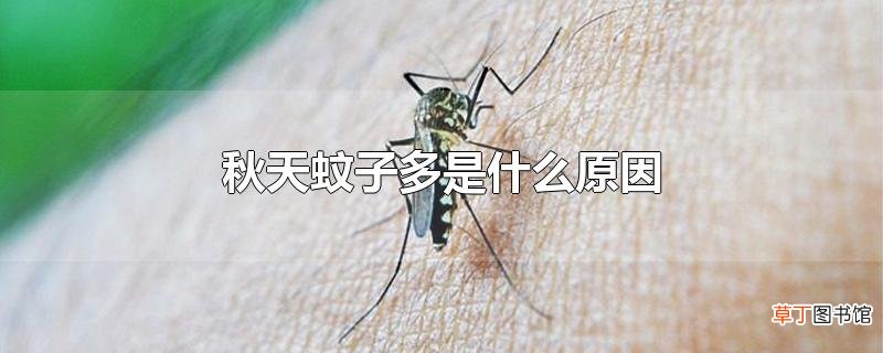 秋天蚊子多是什么原因