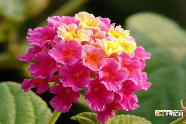 这种植株，市场上10块钱一大把，摆家里“旺运”保平安！