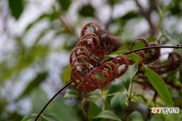 别看这种植物“丑”，市场上都抢不着，营养比燕窝还高！