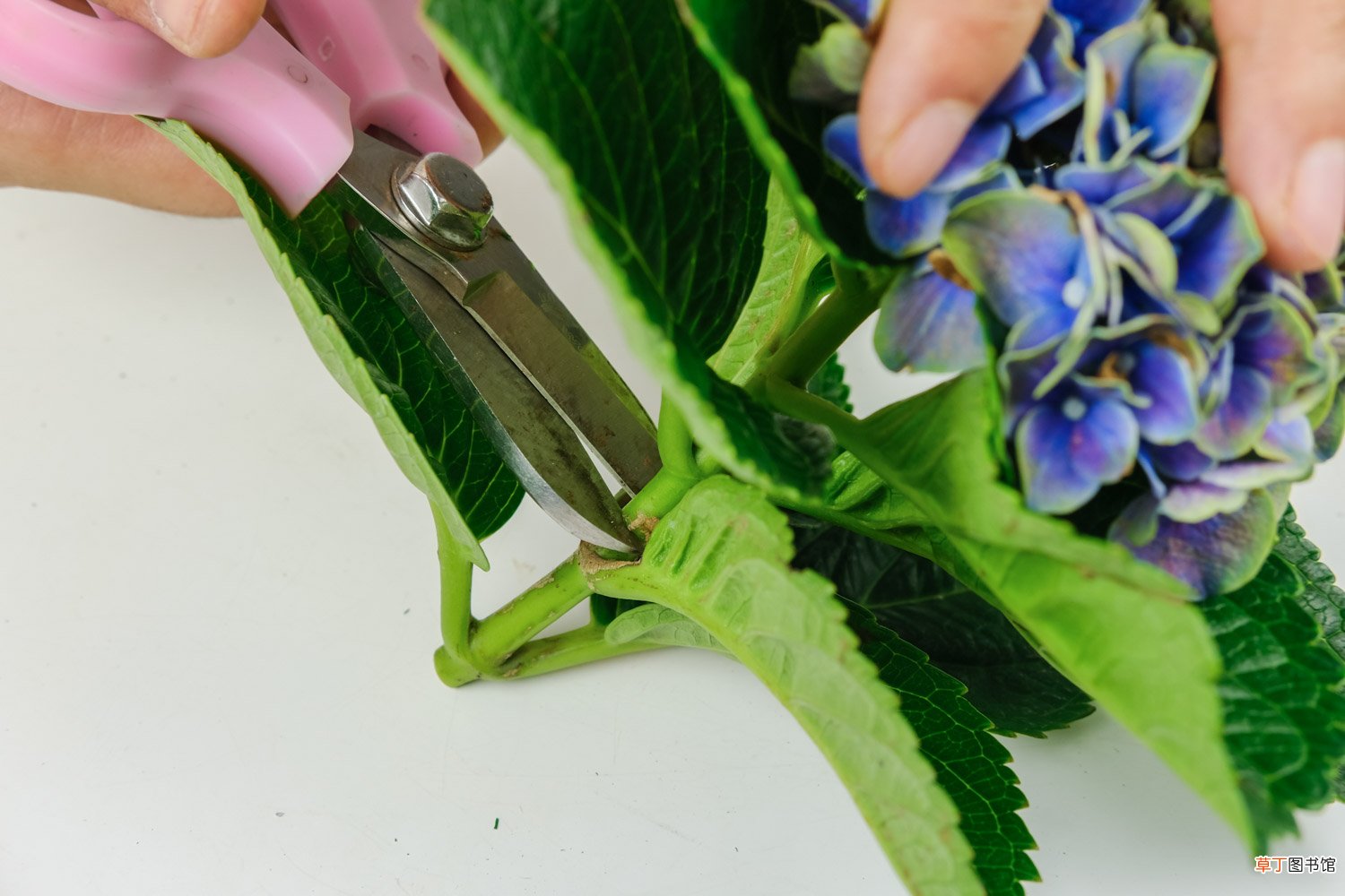 绣球花一年开几次花