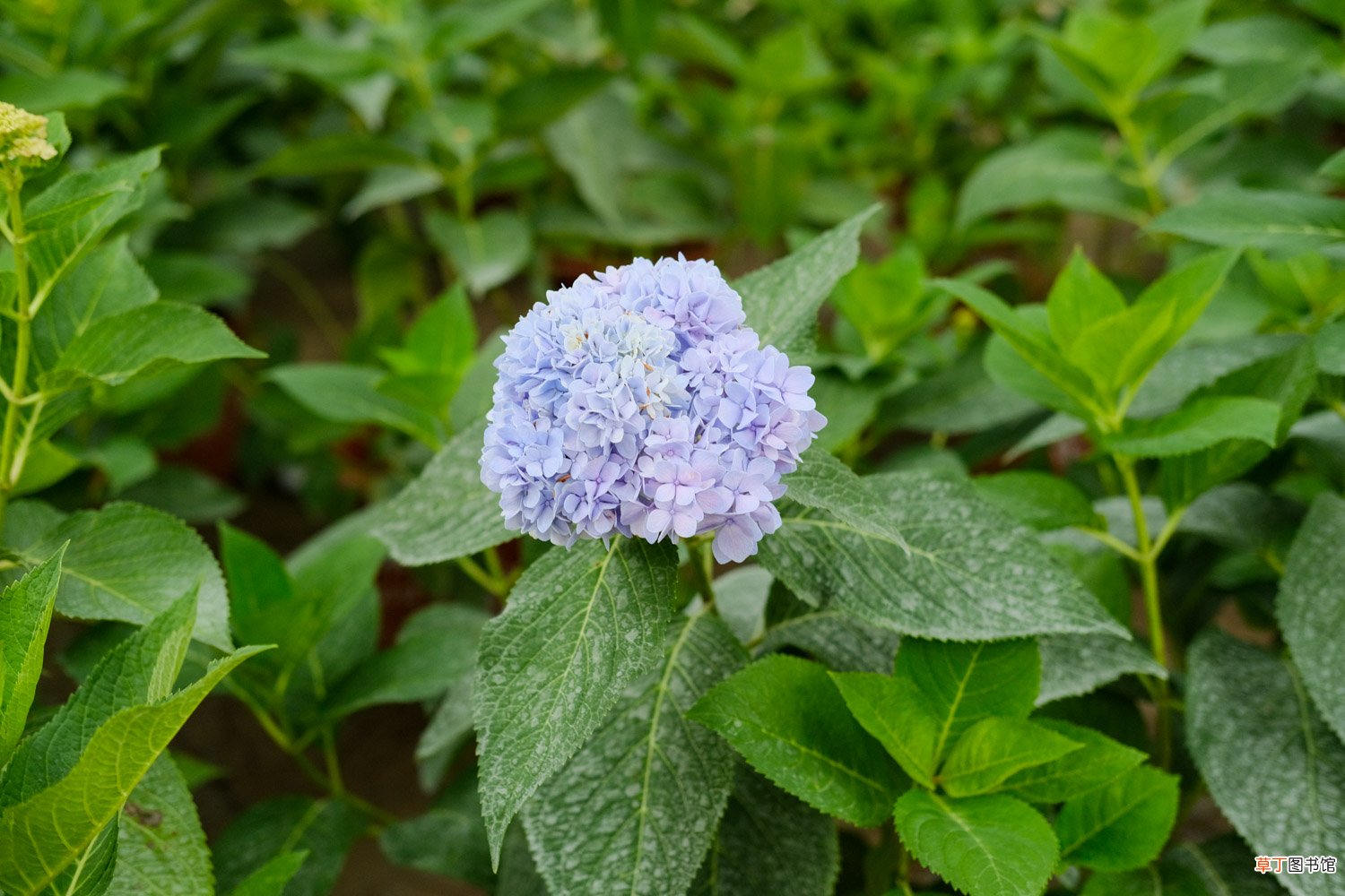 绣球花一年开几次花