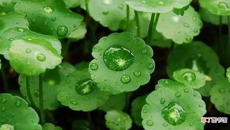 积雪草能淡化痘印吗