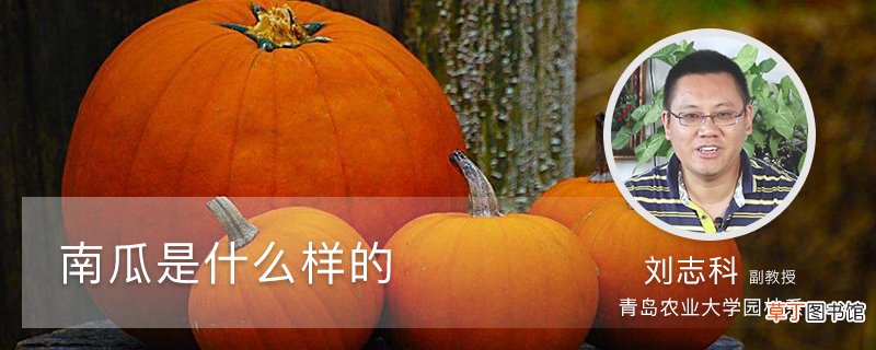 南瓜是什么样的