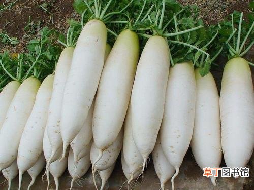 吃什么蔬菜对肺好-对肺有好处的蔬菜有哪些