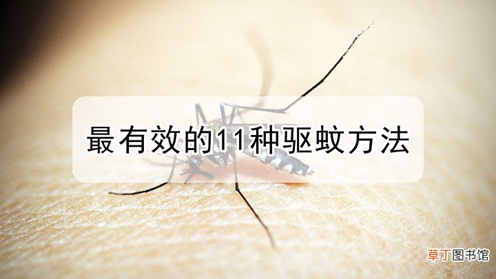 什么方法驱蚊效果最好