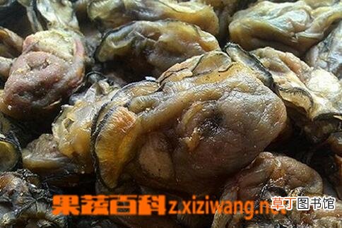 蚝干的功效与作用 吃蚝干的好处