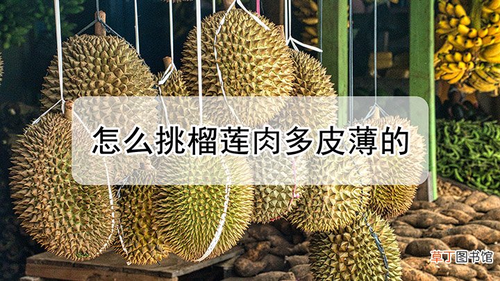 榴莲怎么挑选肉多饱满的