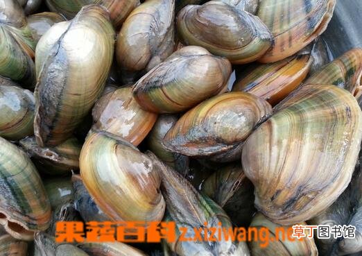 河蚌的营养价值与功效 河蚌的药用价值