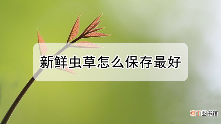 虫草保存方法