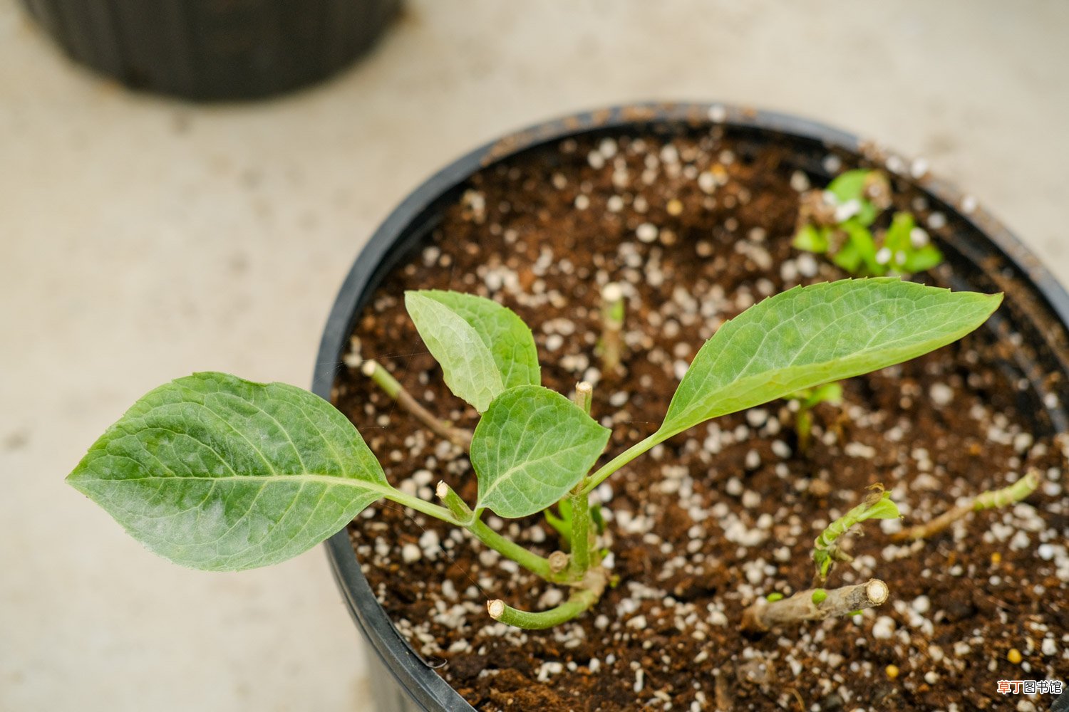 绣球花可以放在室内吗