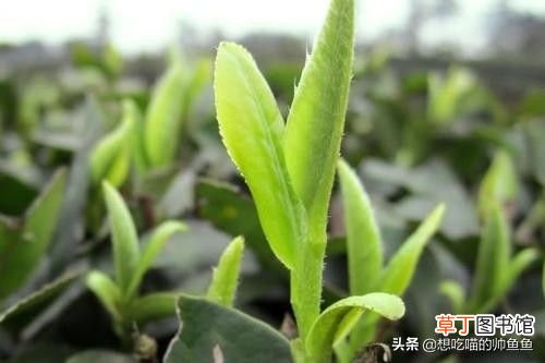 湖北随州美食集锦 随州美食
