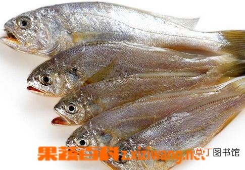 野生黄鱼的营养价值与功效
