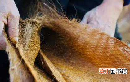 棕垫长虫子怎样消灭