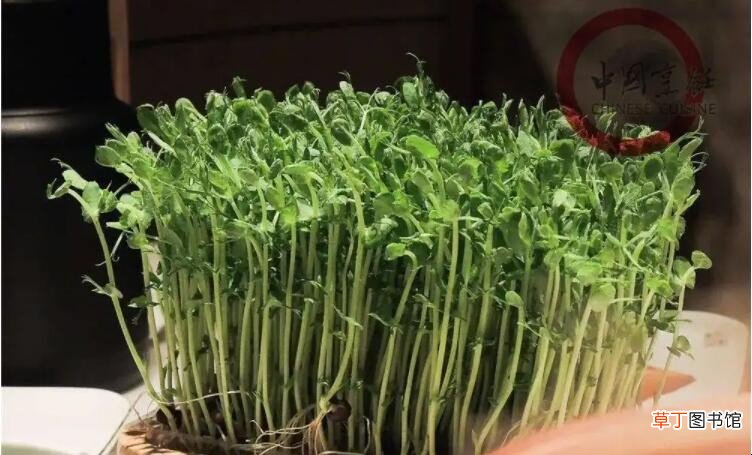什么是芽苗菜