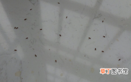 为什么窗户边死的虫子多