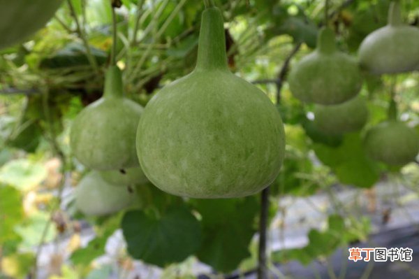 你知道吗？葫芦不仅好玩还好吃