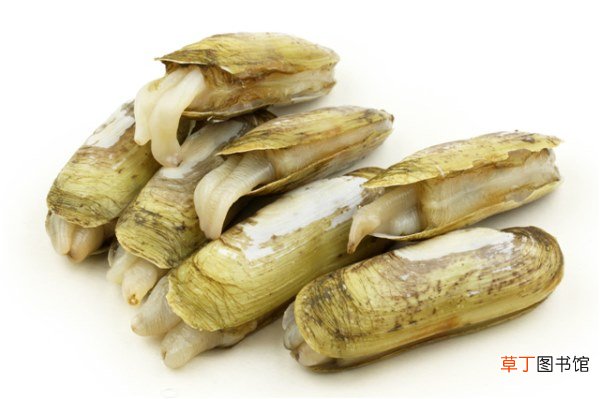 死海蛏可以食用吗？海蛏死了多久就不能吃了？