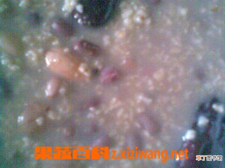 红豆薏米燕麦粥