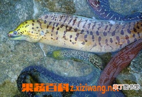 海鳗的功效与作用 吃海鳗的好处