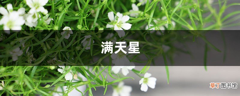 “满天星”做成干花后，简直美翻天！简单又实用，赶紧试试