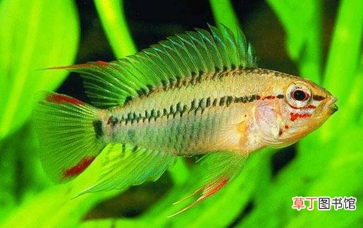 彩鳍短鲷是什么？彩鳍短鲷怎么鉴别？