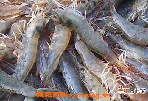 明虾的功效与作用 吃明虾的好处