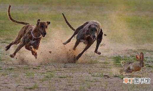 格力犬多少钱能买到？格力犬如何喂养？