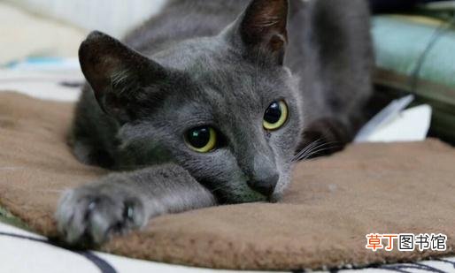 俄罗斯蓝猫的简介-俄罗斯蓝猫的生活习性