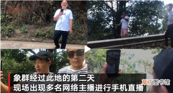 象群逼近昆明预计将进晋宁区 网络主播吃播象群吃剩的菠萝