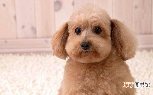 秋季幼犬饲养注意事项