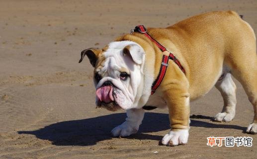 斗牛犬如何喂养？斗牛犬怎么训练？