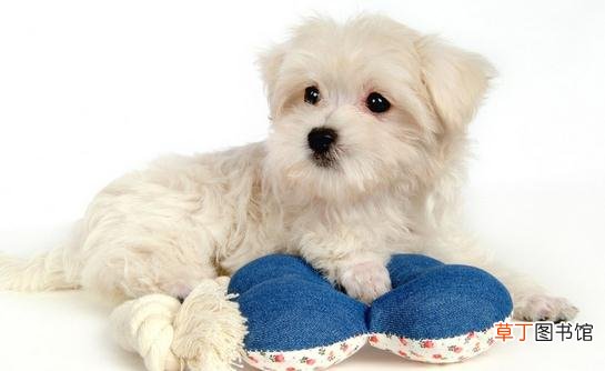 比熊犬多少钱一只？比熊犬如何喂养？