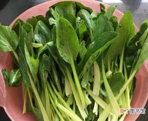 素炒小油菜的家常做法