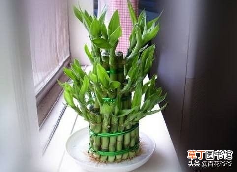 富贵竹一到冬天就冷死 富贵竹冬天怎么养