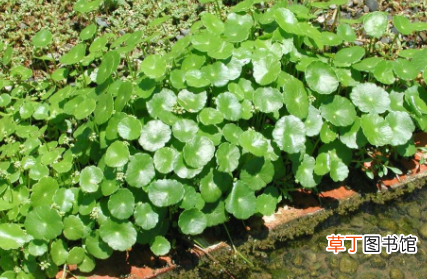 儿童房适合养什么植物