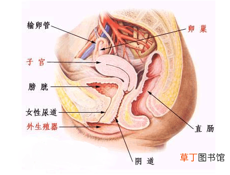 女性生殖器结构说明-女性生殖器结构及功能