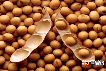 豆子吃多了会怎样-豆子吃多了对身体有害吗