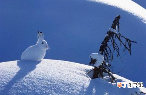 雪兔的形态特征和生活习性