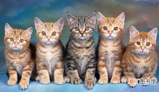 新生小猫需关注这四大杀手